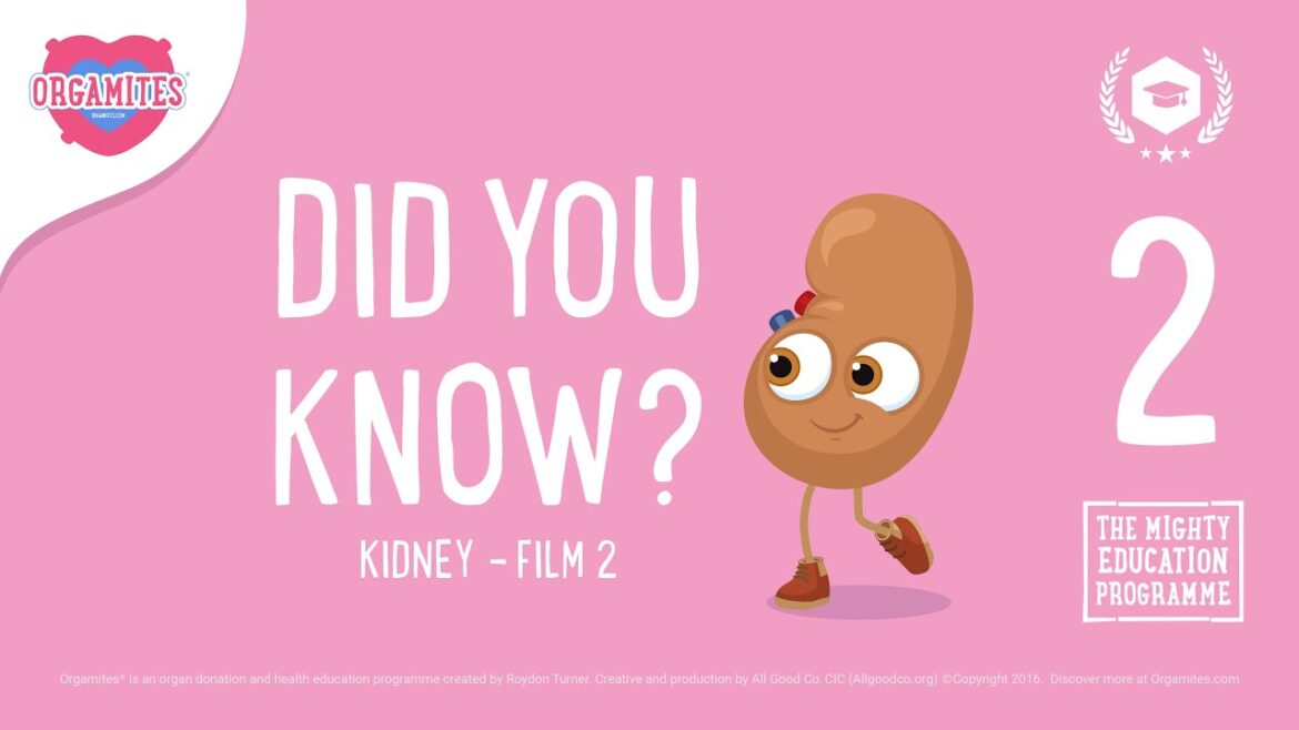 Orgamites: did you know? kidney film 2