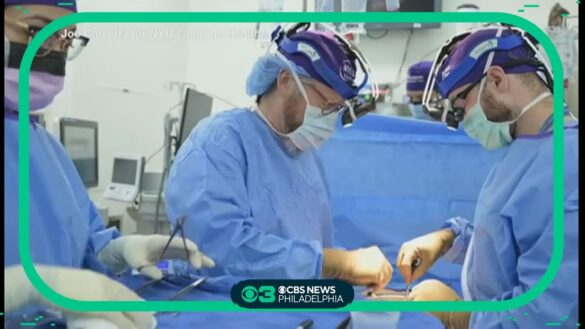 Surgeons successfully transplant pig kidney into man's body